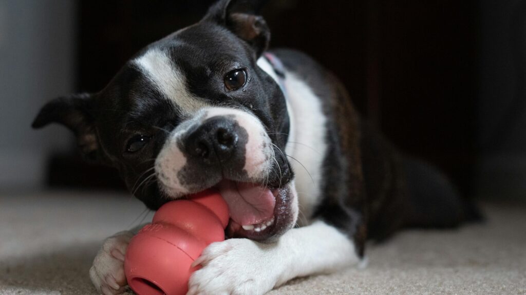 Dog Chew Toys: Best, Safe & Durable Options for Every Dog
