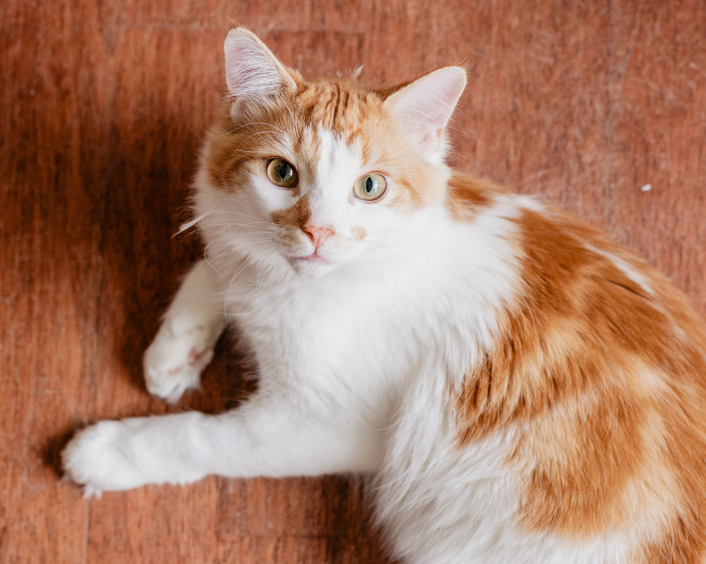 FOR LOVERS OF
CATS & DECOR