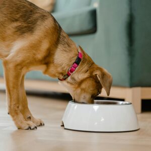 Home Pet Drinking & Feeding