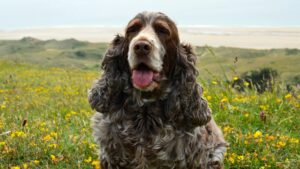 Home A joyful Spaniel dog sitting on a flower-covered hill in Barneville-Carteret, France.