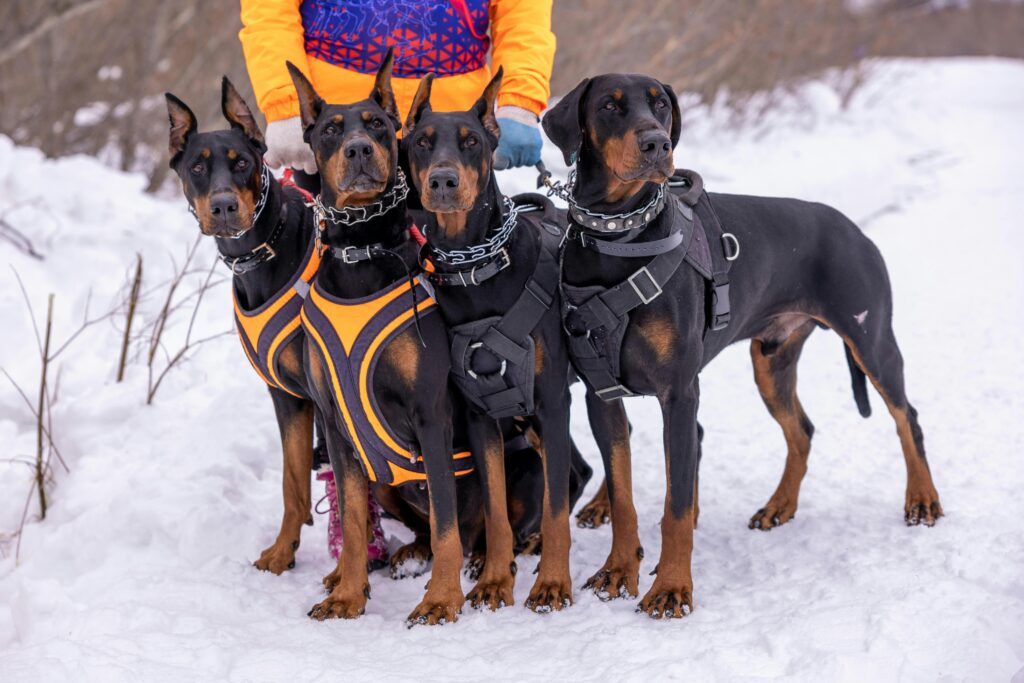 Best Dog Collars 2025