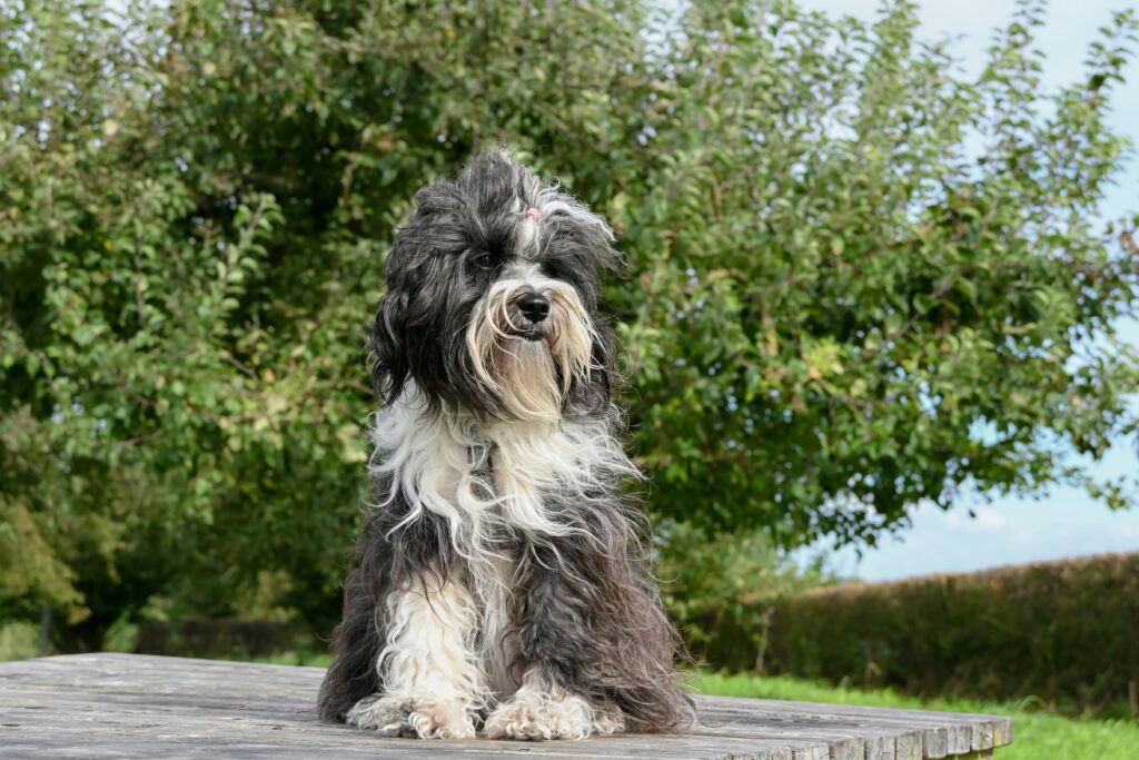 best automatic pet feeder